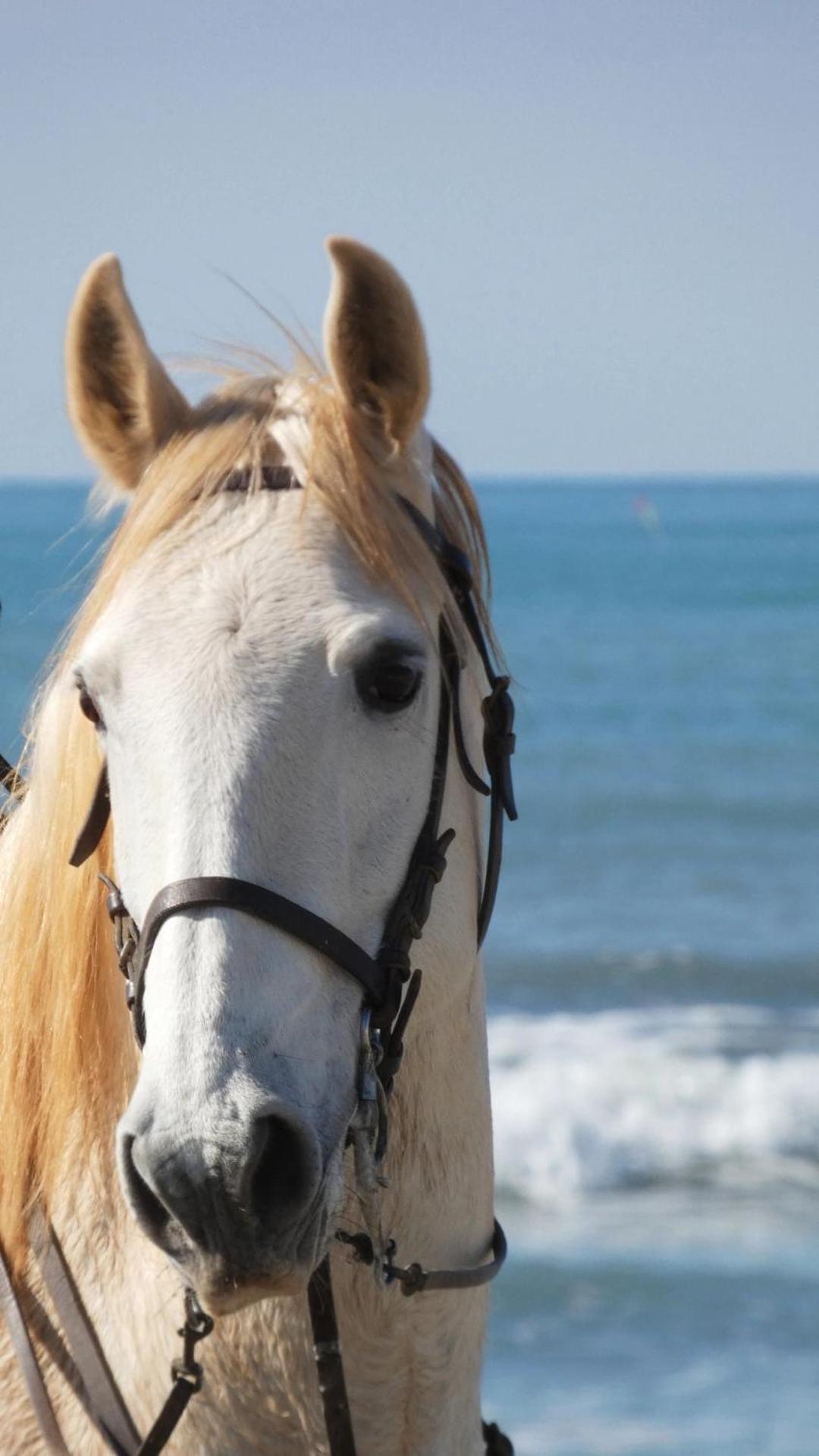 En Bord De Mer, Piscine, Parking Prive Et Wifi Appartement