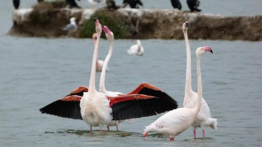 En Bord De Mer, Piscine, Parking Prive Et Wifi La Grande Motte